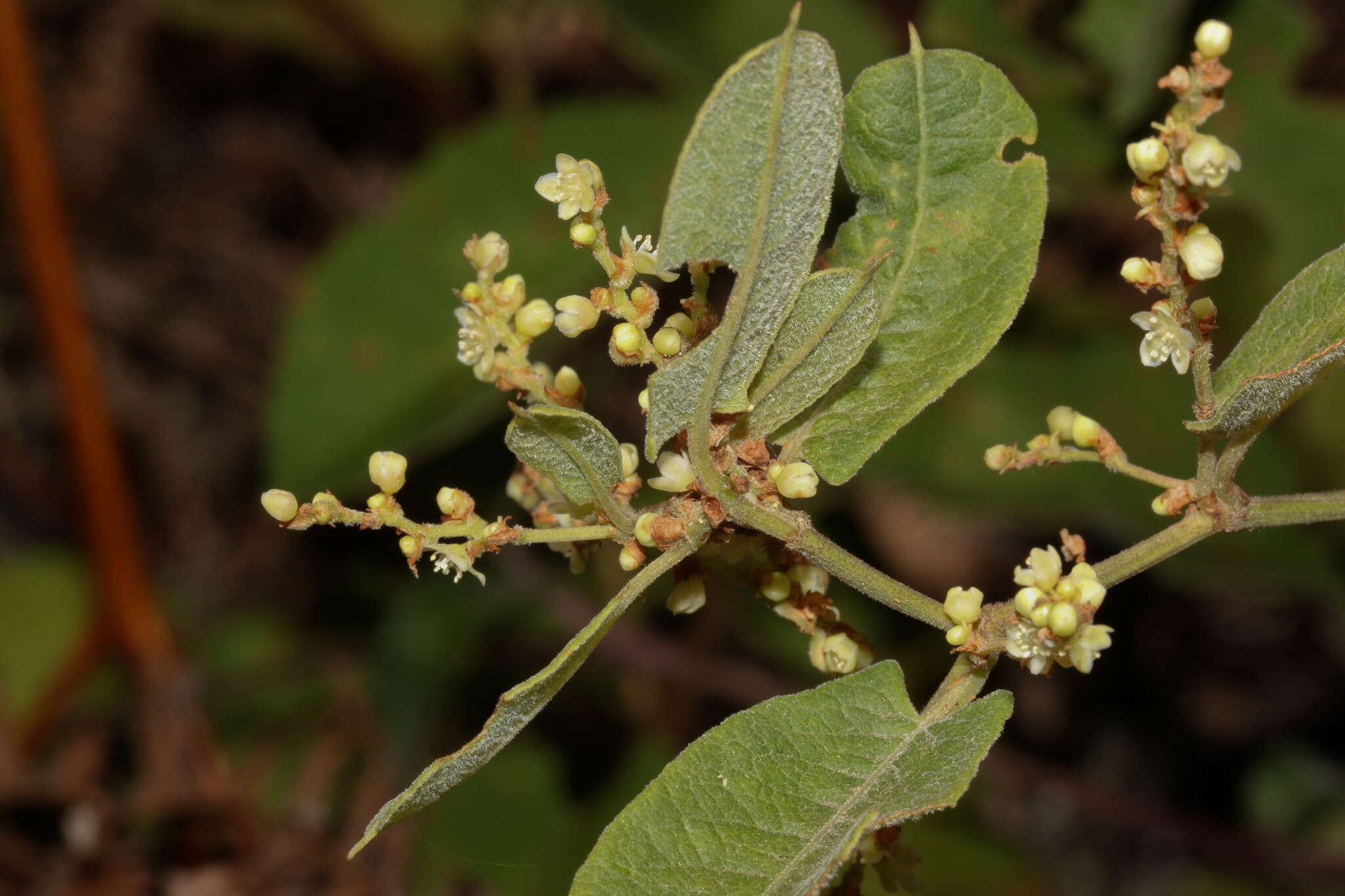 Image de Muehlenbeckia tamnifolia (Kunth) Meisn.