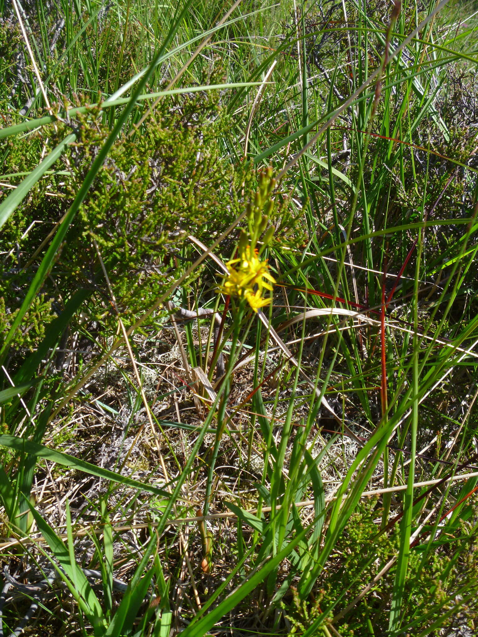 Слика од Narthecium ossifragum (L.) Huds.