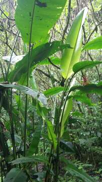 Image of Heliconia schiedeana Klotzsch