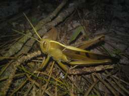 Image of Acanthacris ruficornis citrina (Serville 1838)