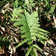 Image of Pteris arisanensis Tag.