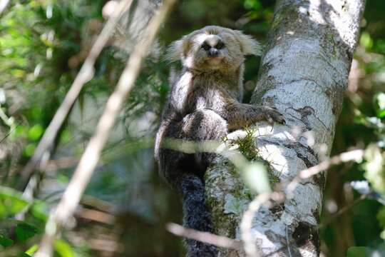 Imagem de Sagui-da-serra-claro