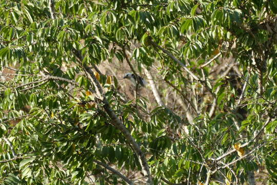 Image of White-headed Barbet