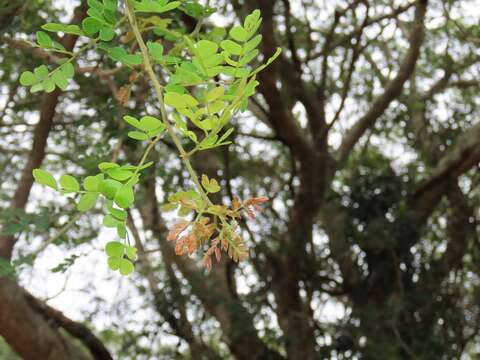 Albizia petersiana (Bolle) Oliv.的圖片