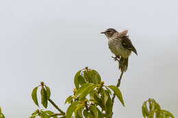 Image of Brown-backed Scrub Robin