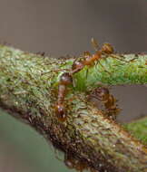 Image of European fire ant