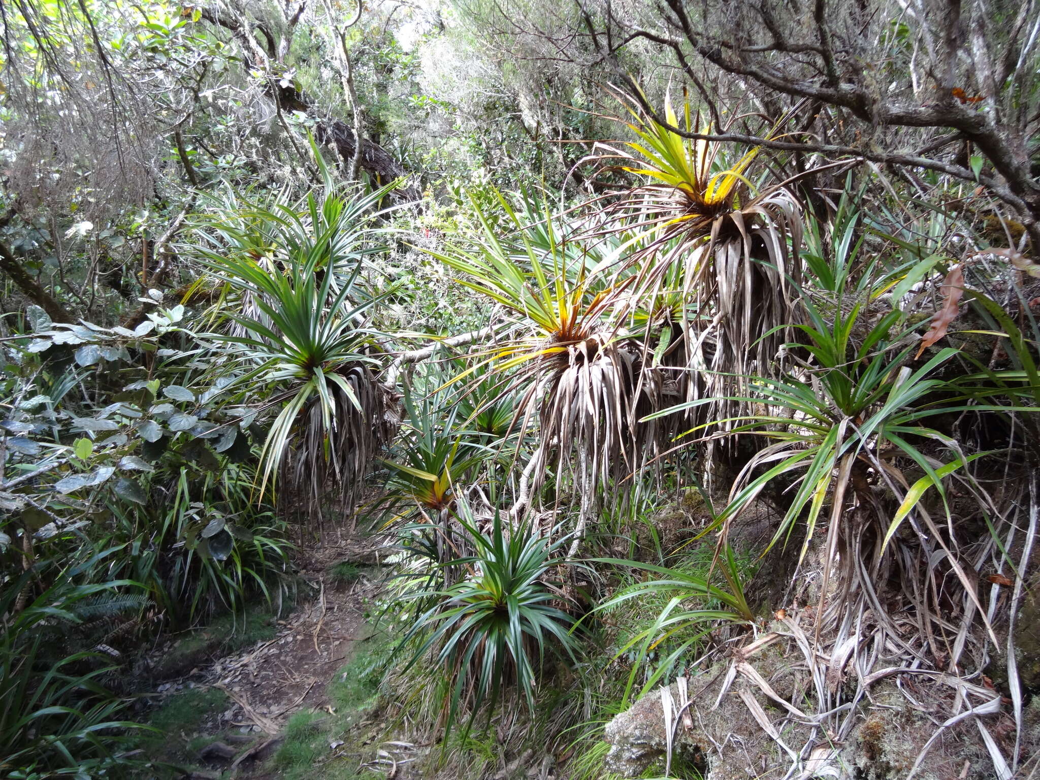 Image of Pandanus montanus Bory