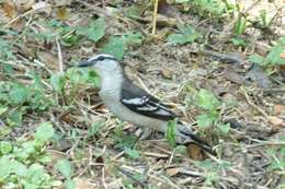Image of Pied Triller