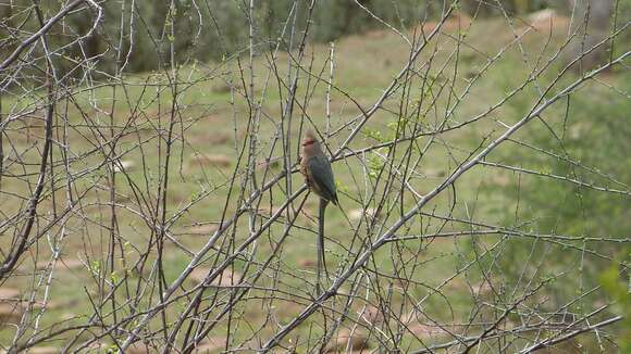 Urocolius indicus indicus (Latham 1790) resmi