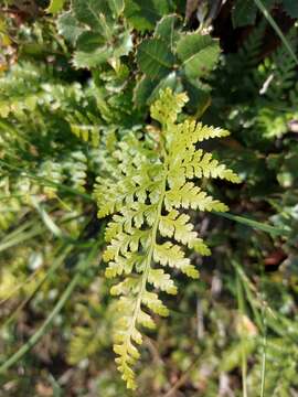 Imagem de Asplenium adiantum-nigrum subsp. adiantum-nigrum