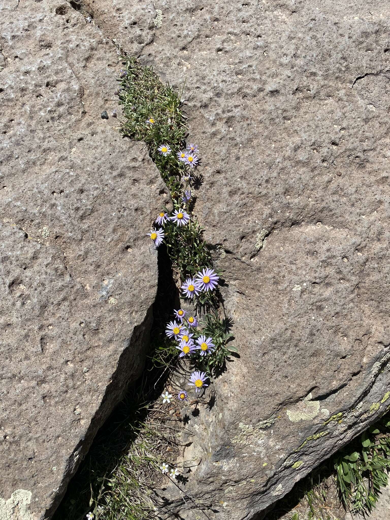 Image of rockslide yellow fleabane