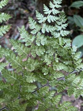 Image of Cheilanthes bergiana Schltdl.