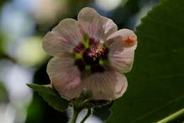 Image of Abutilon longicuspe Hochst. ex A. Rich.