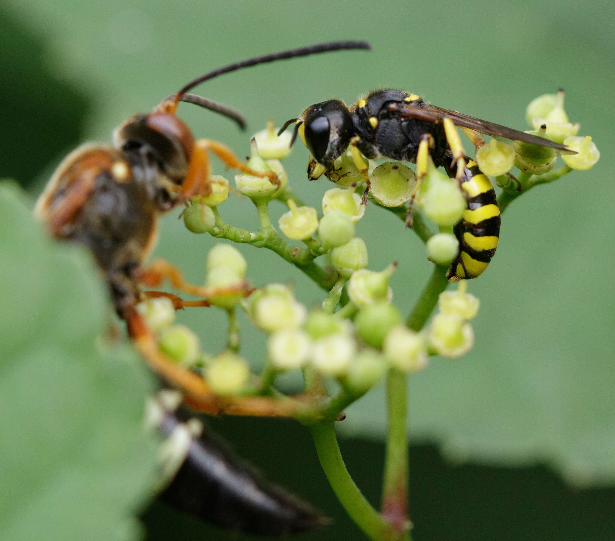 Ectemnius cephalotes (Olivier 1792)的圖片