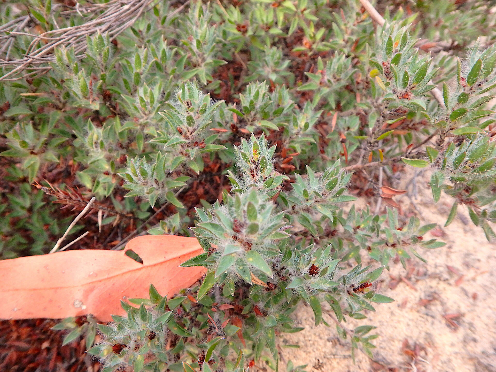 Imagem de Pultenaea trinervis J. M. Black