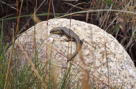 Image of Alpine Meadow-skink