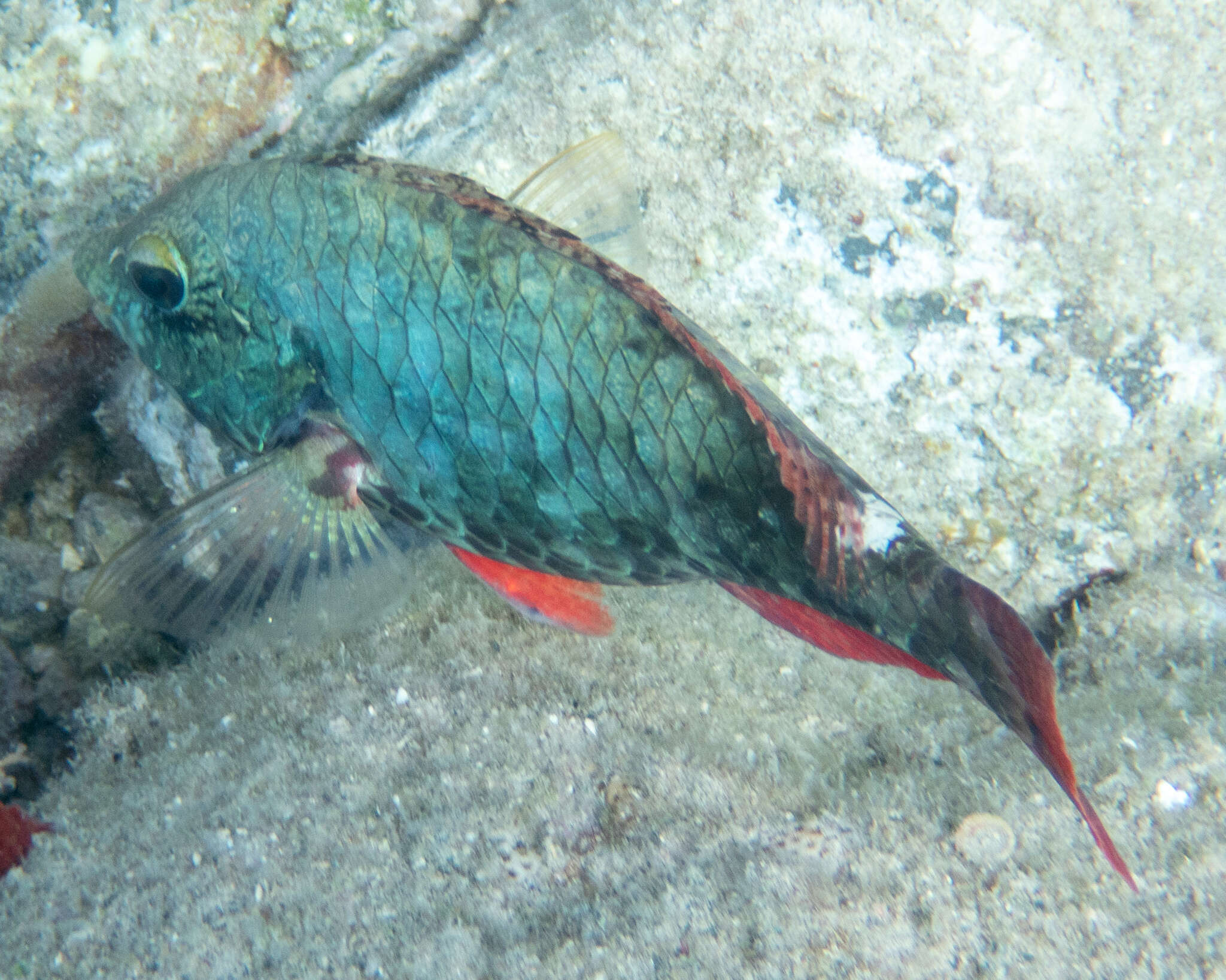 Image of Black Parrot