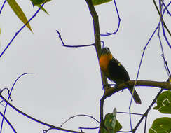 Image of Scarlet-crowned Barbet