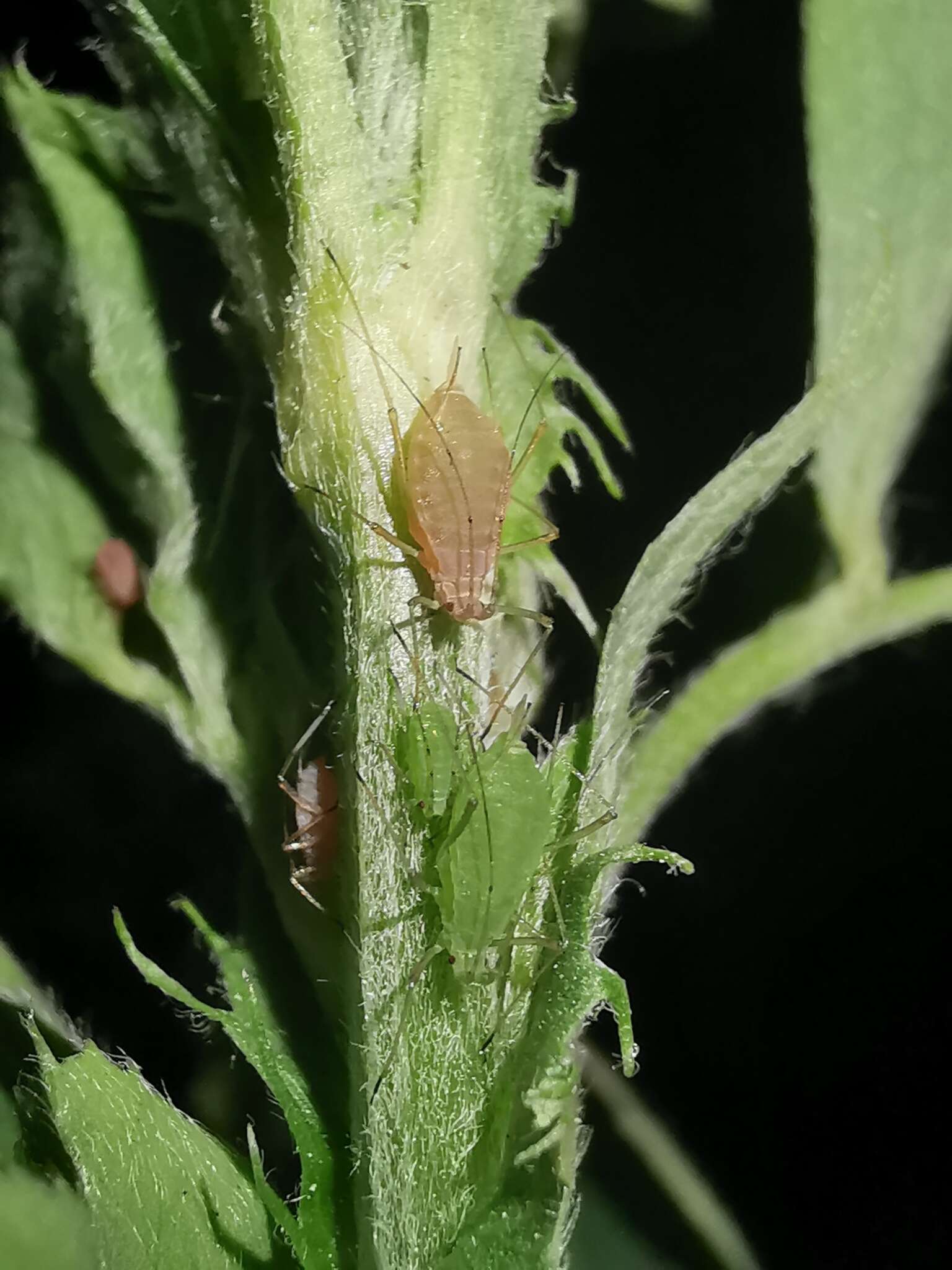 Image of pea aphid