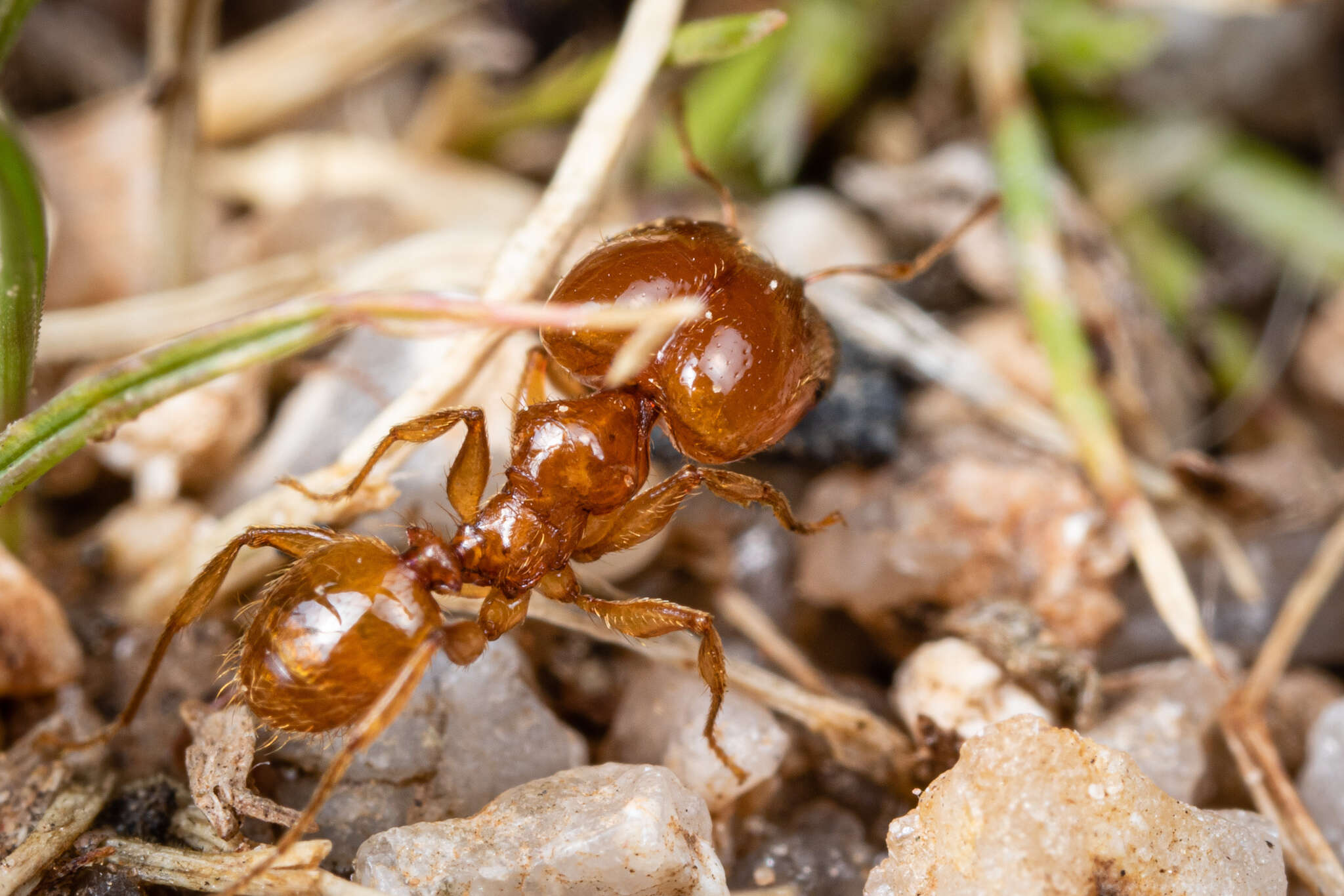 Image of Pheidole spadonia Wheeler 1915