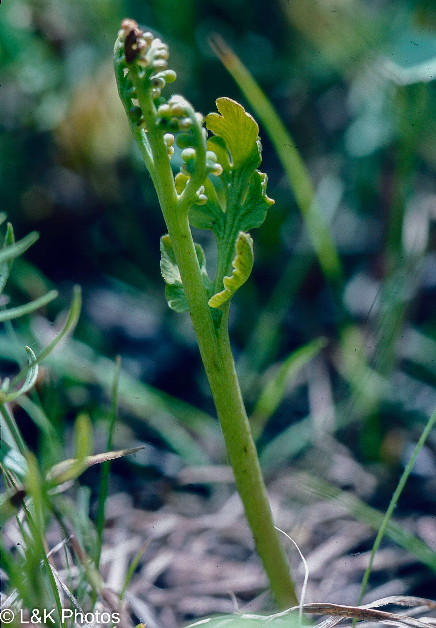 Image of Western Moonwort