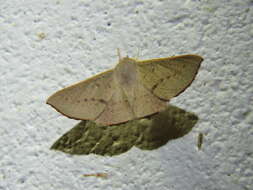 Image of Oenochroma phyllomorpha Lower 1899