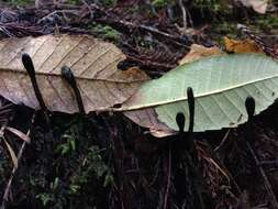 Imagem de Trichoglossum hirsutum (Pers.) Boud.