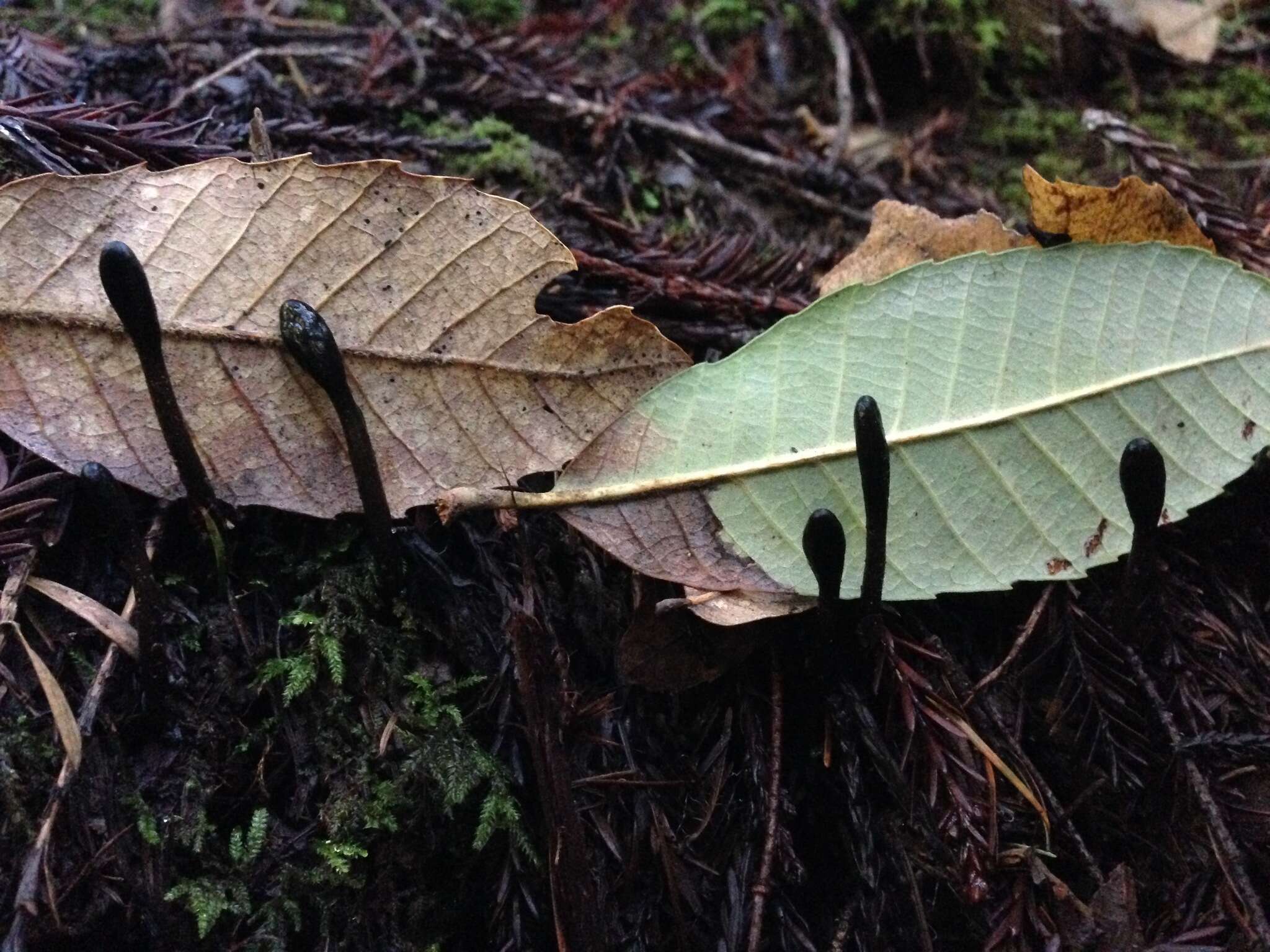 Image of Trichoglossum hirsutum (Pers.) Boud.