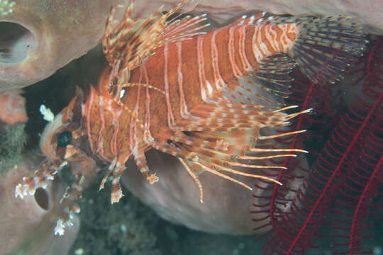 Image of Pterois paucispinula Matsunuma & Motomura 2015