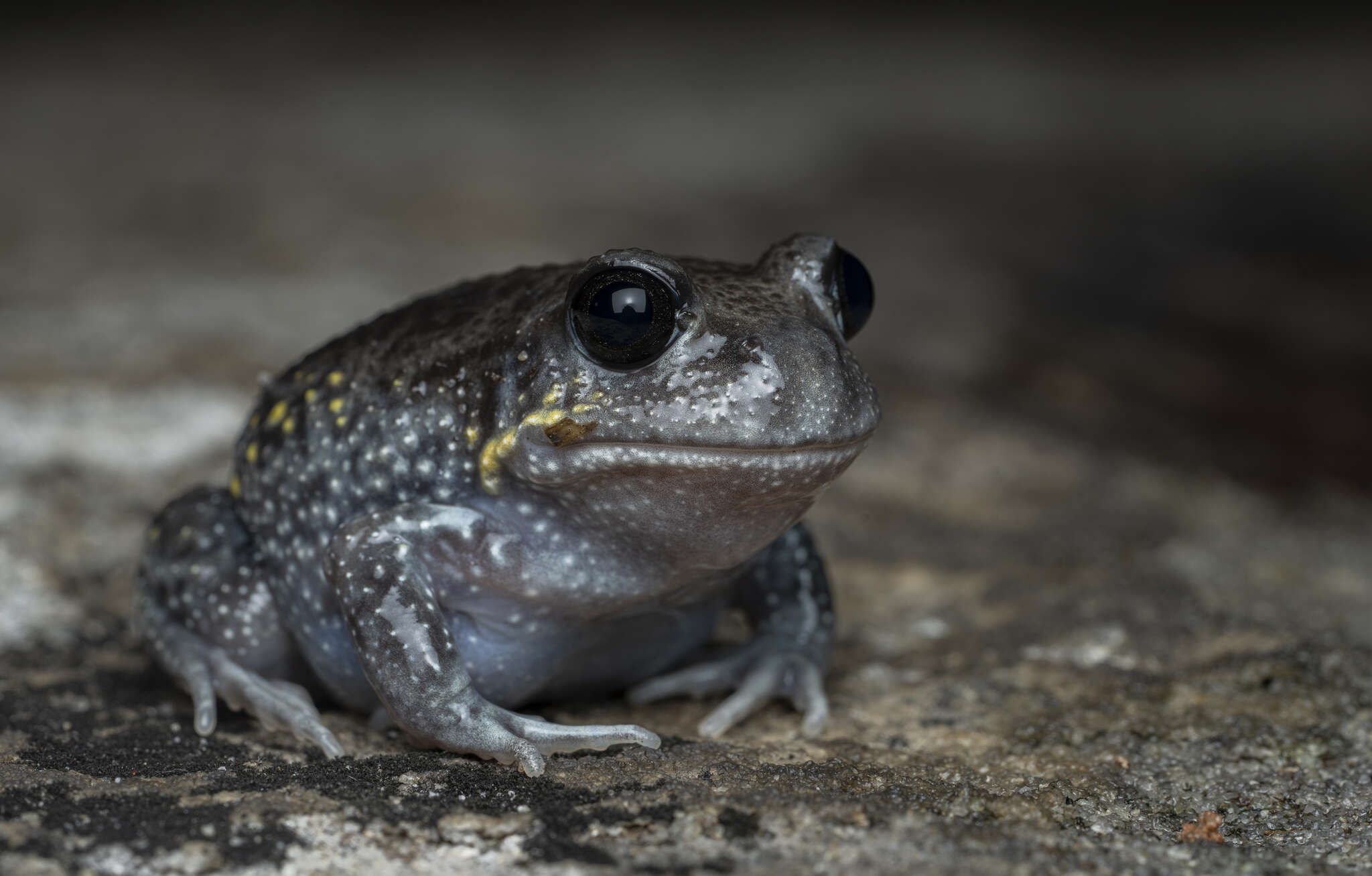 Imagem de Heleioporus australiacus (Shaw & Nodder 1795)