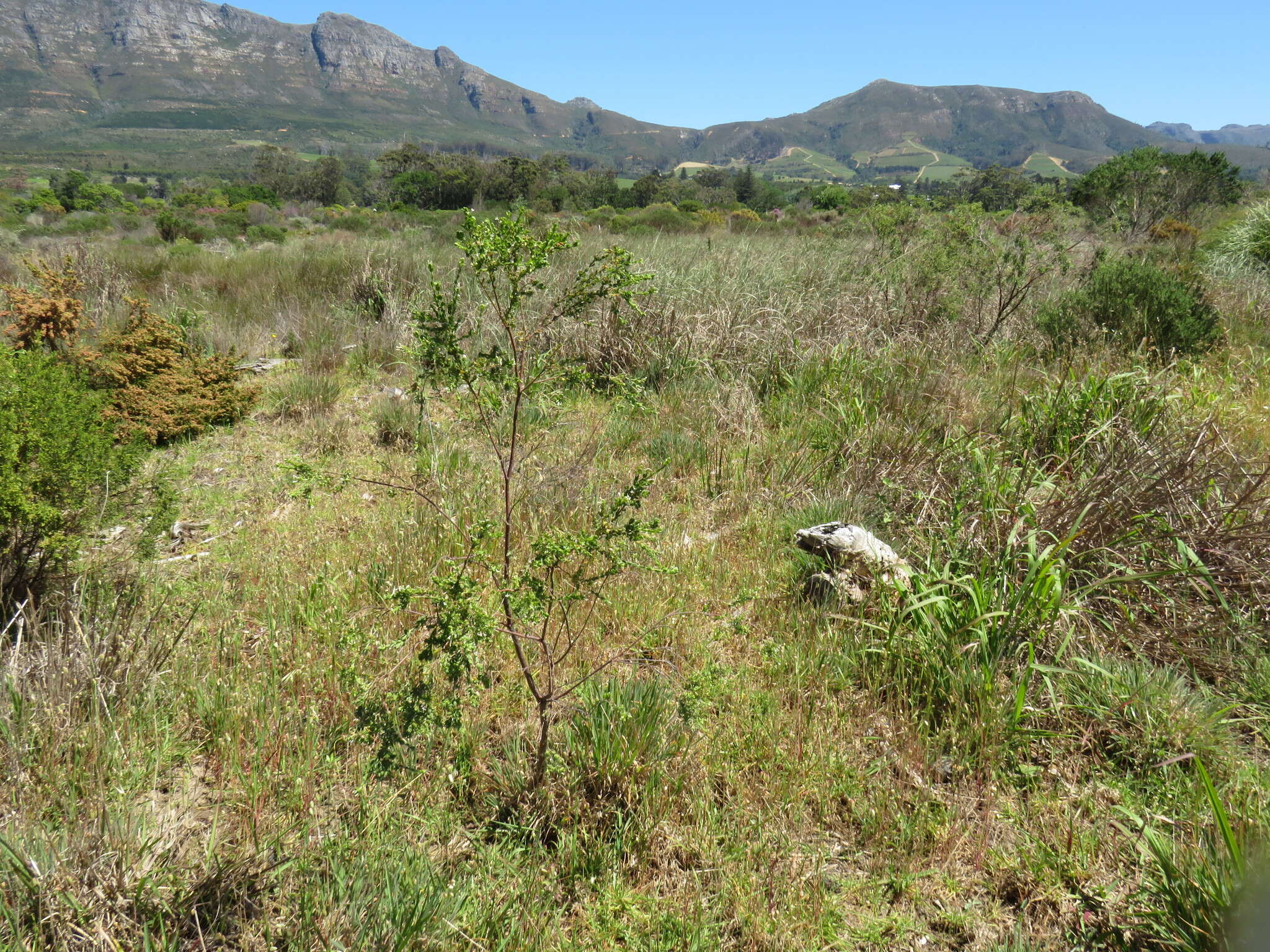 Image of Gnidia sericea (L.) L.