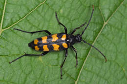 Image of Leptura quadrifasciata Linné 1758