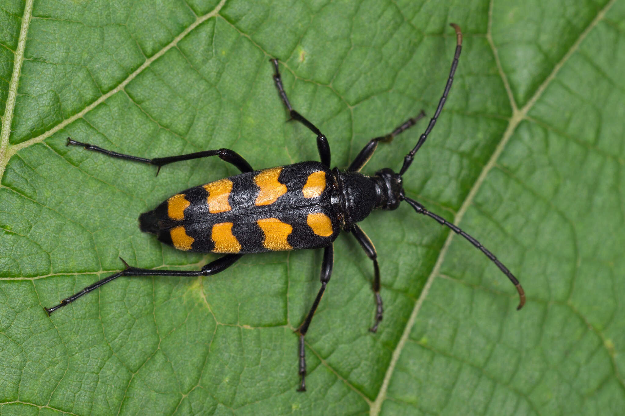 Image of Leptura quadrifasciata Linné 1758