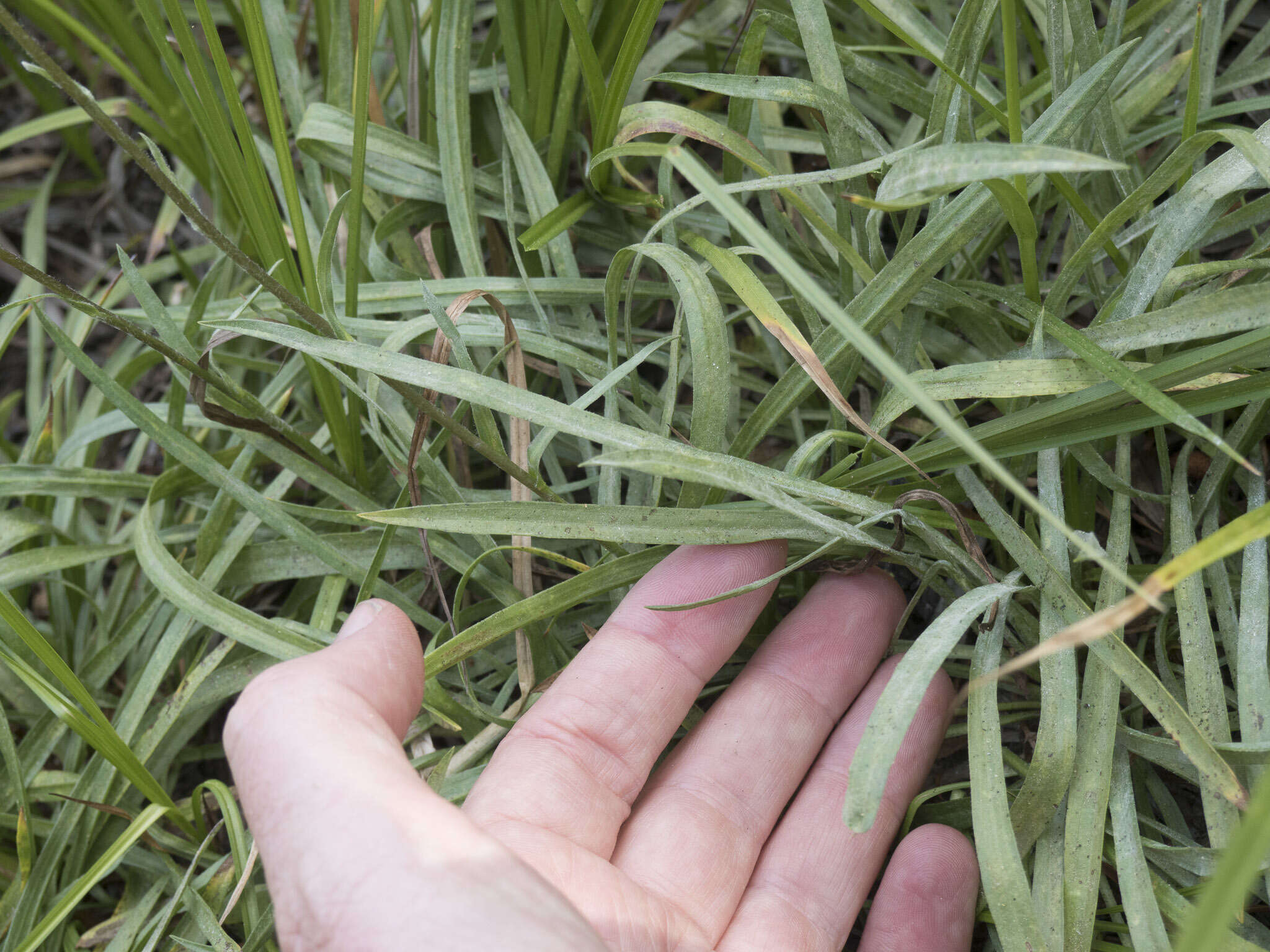 Image of tundra aster