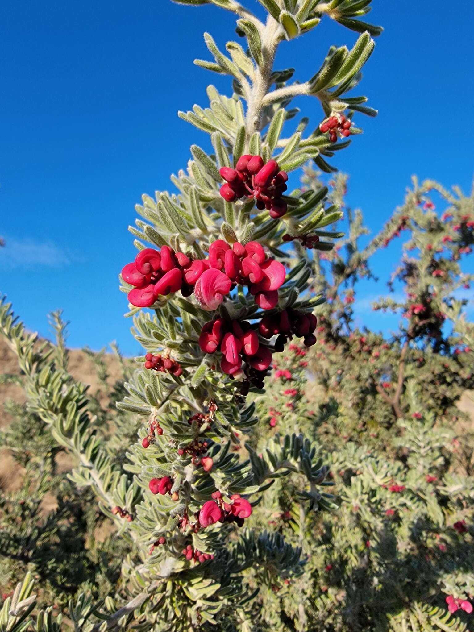 Image of Grevillea lanigera A. Cunn. ex R. Br.