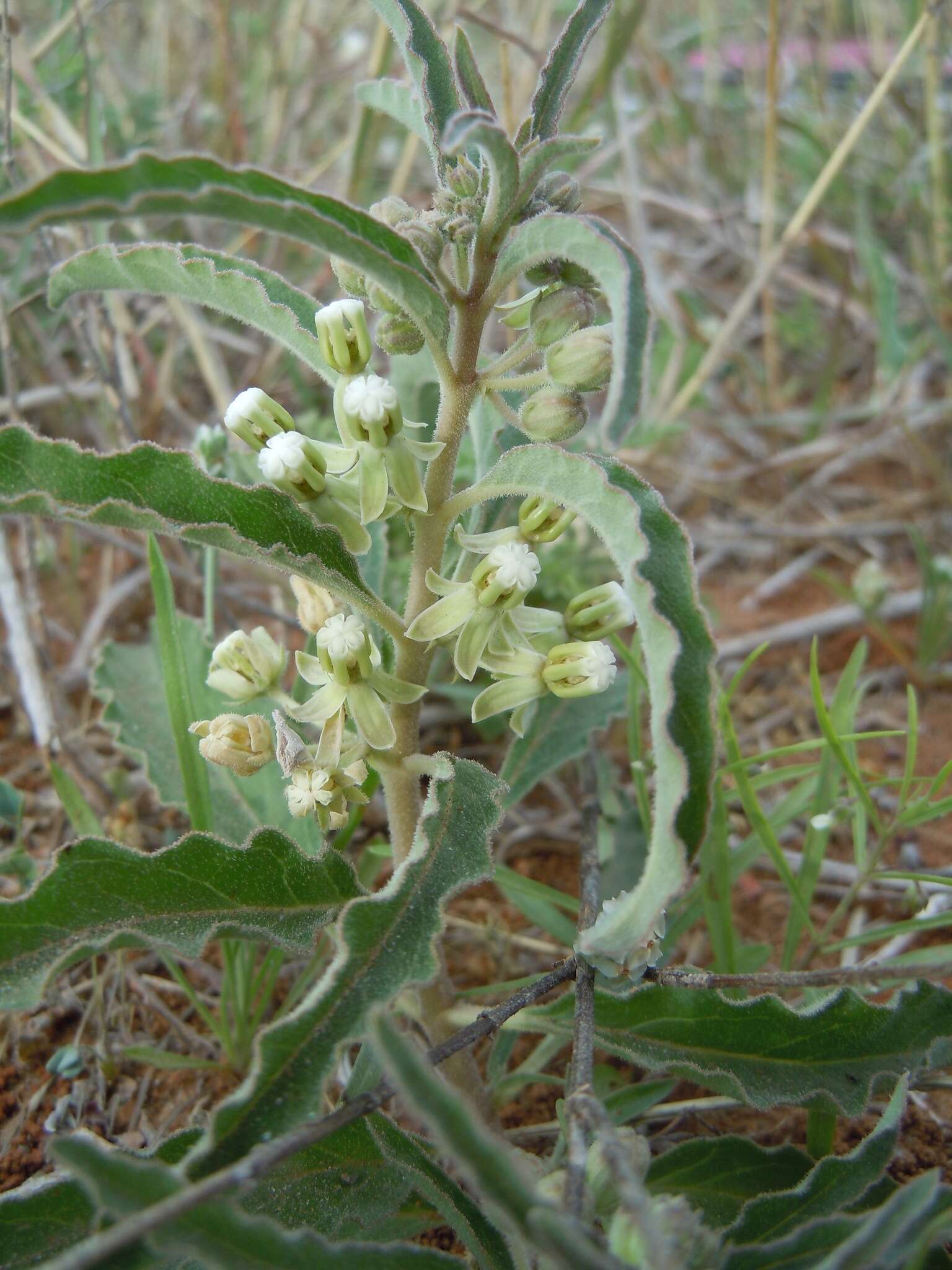 Plancia ëd Asclepias emoryi (Greene) Tidestr.