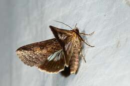 صورة Lophoptera abbreviata Walker 1865