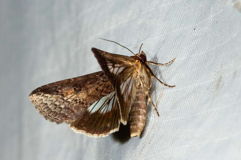 صورة Lophoptera abbreviata Walker 1865