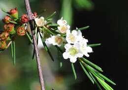 Baeckea frutescens L. resmi