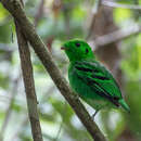 Image of Calyptomena viridis caudacuta Swainson 1838