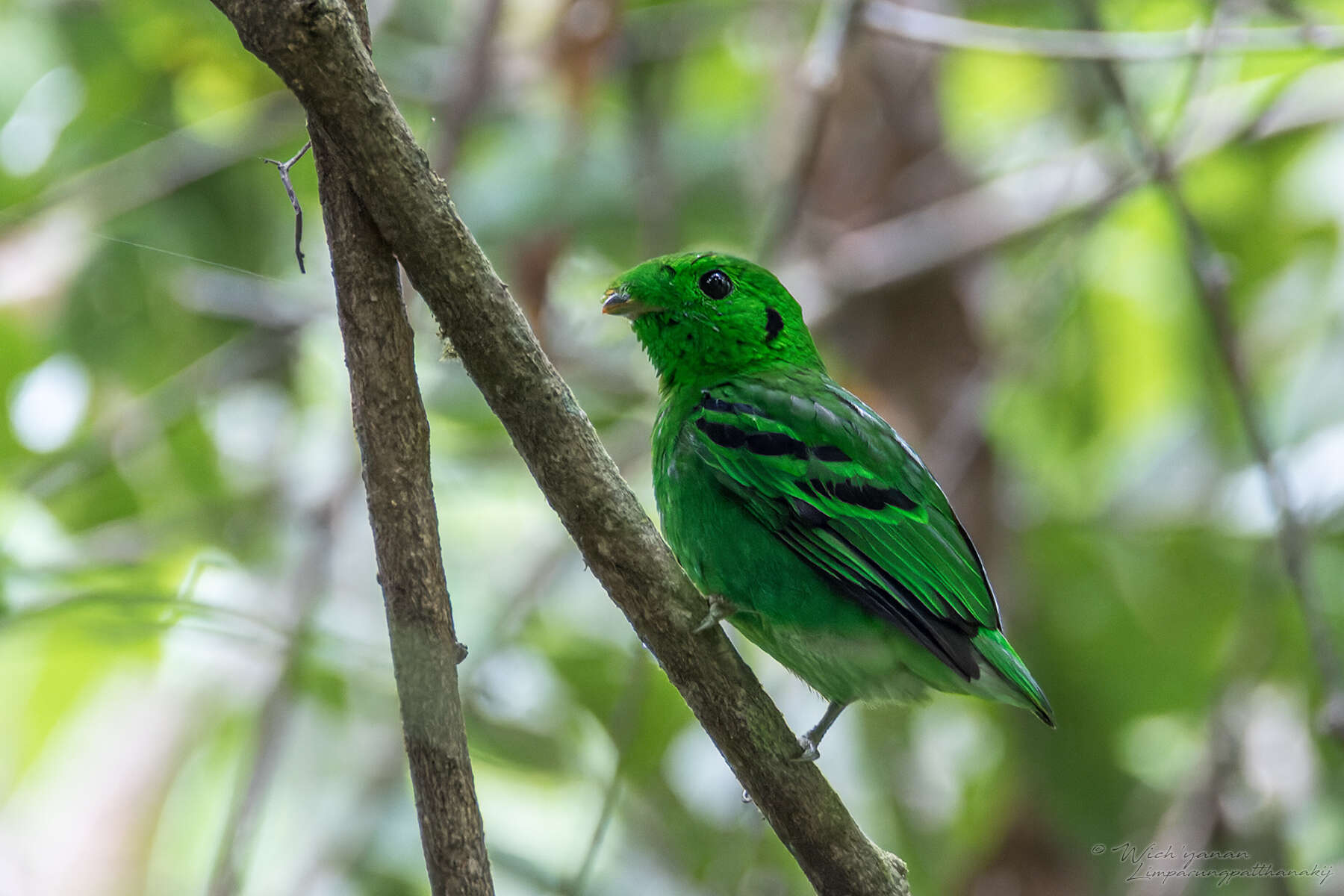 Image of Calyptomena viridis caudacuta Swainson 1838