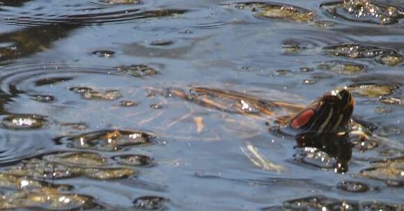 Image of slider turtle, red-eared terrapin, red-eared slider