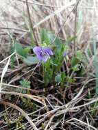 Image of dog violet