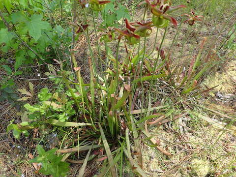 Image of Sweet pitcher plant