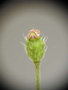 Image of Papaver apulum Ten.