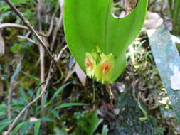 Image of Lepanthes gargantua Rchb. fil.