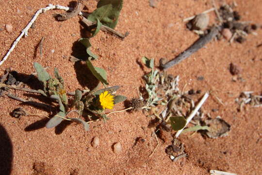 Image of Calendula tripterocarpa Rupr.