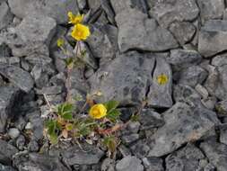 Image of snow cinquefoil