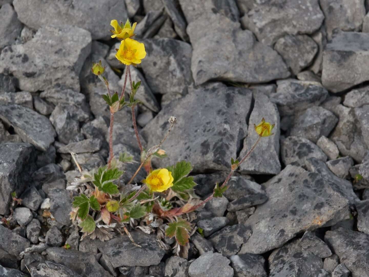 Image of snow cinquefoil