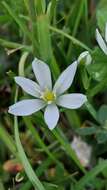 Imagem de Ornithogalum divergens Boreau